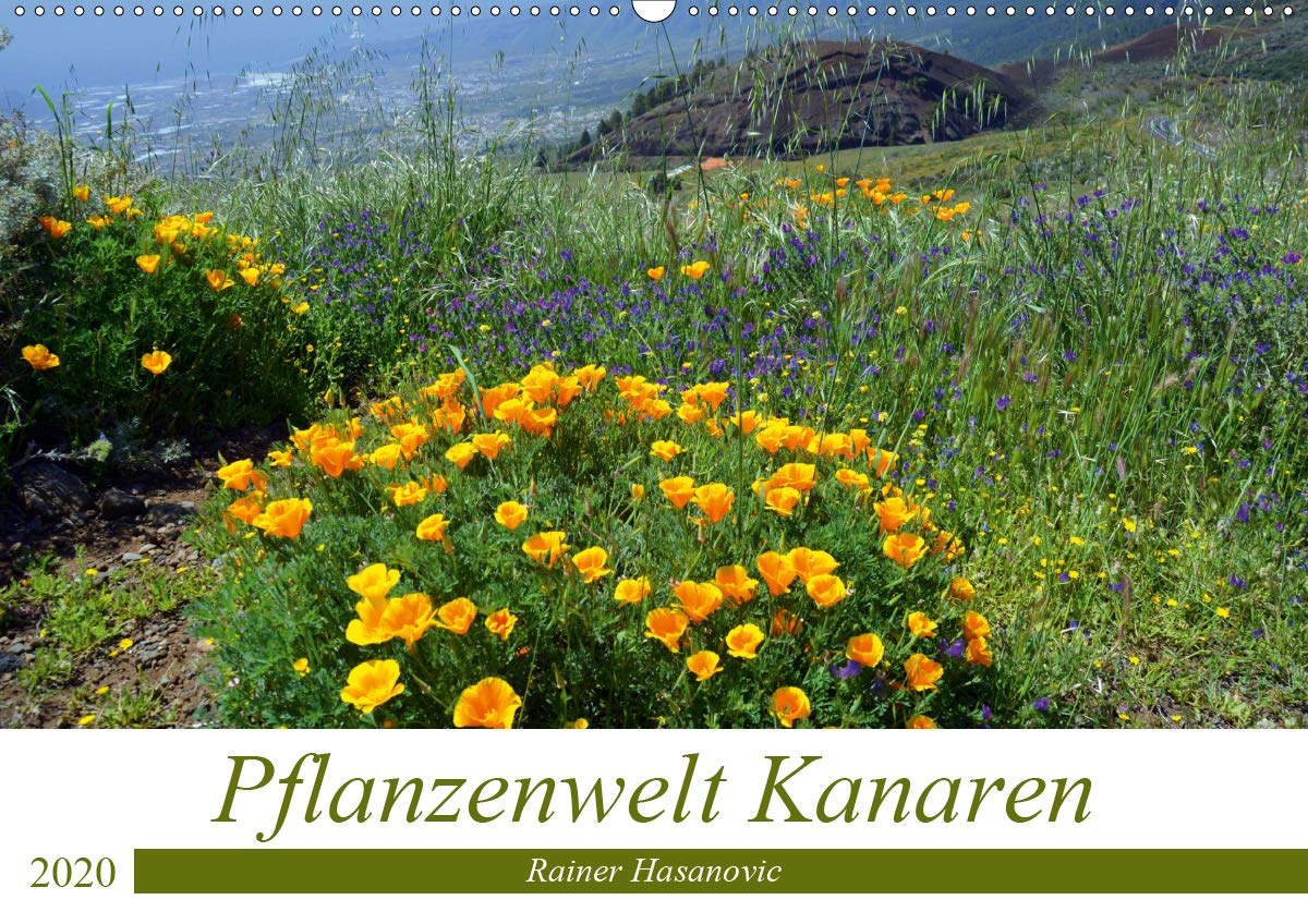 Pflanzenwelt Kanaren (Wandkalender 2020 DIN A2 quer): Traumhafte Bilder von einzigartigen Pflanzen der Kanaren. (Monatskalender, 14 Seiten ) (CALVENDO Natur) Leisure, Home & Garden