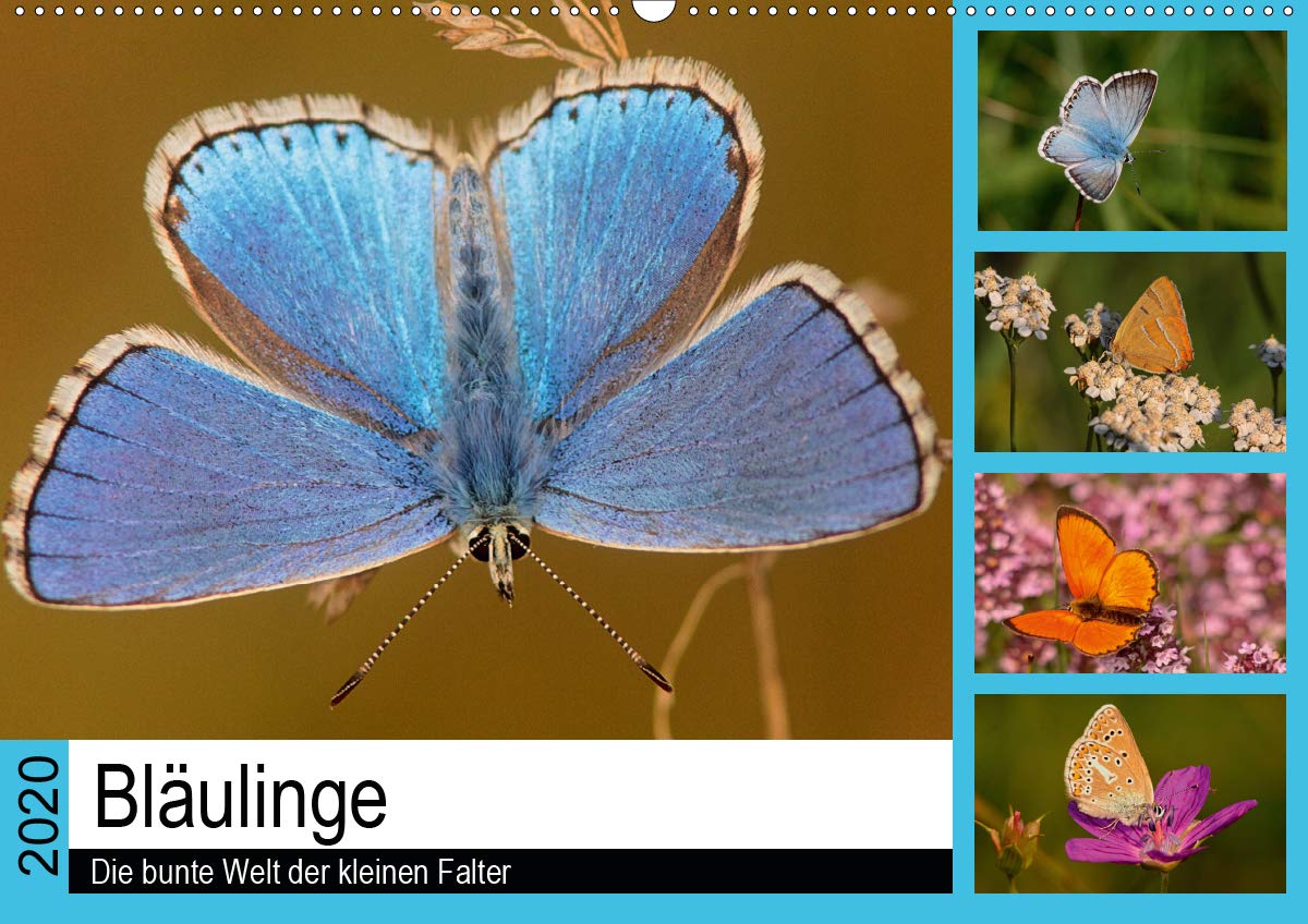 Bläulinge. Die bunte Welt der kleinen Falter (Wandkalender 2020 DIN A2 quer): Bläulinge in Ihrem natürlichen Lebensraum (Monatskalender, 14 Seiten ) (CALVENDO Tiere) Film, Art & Culture