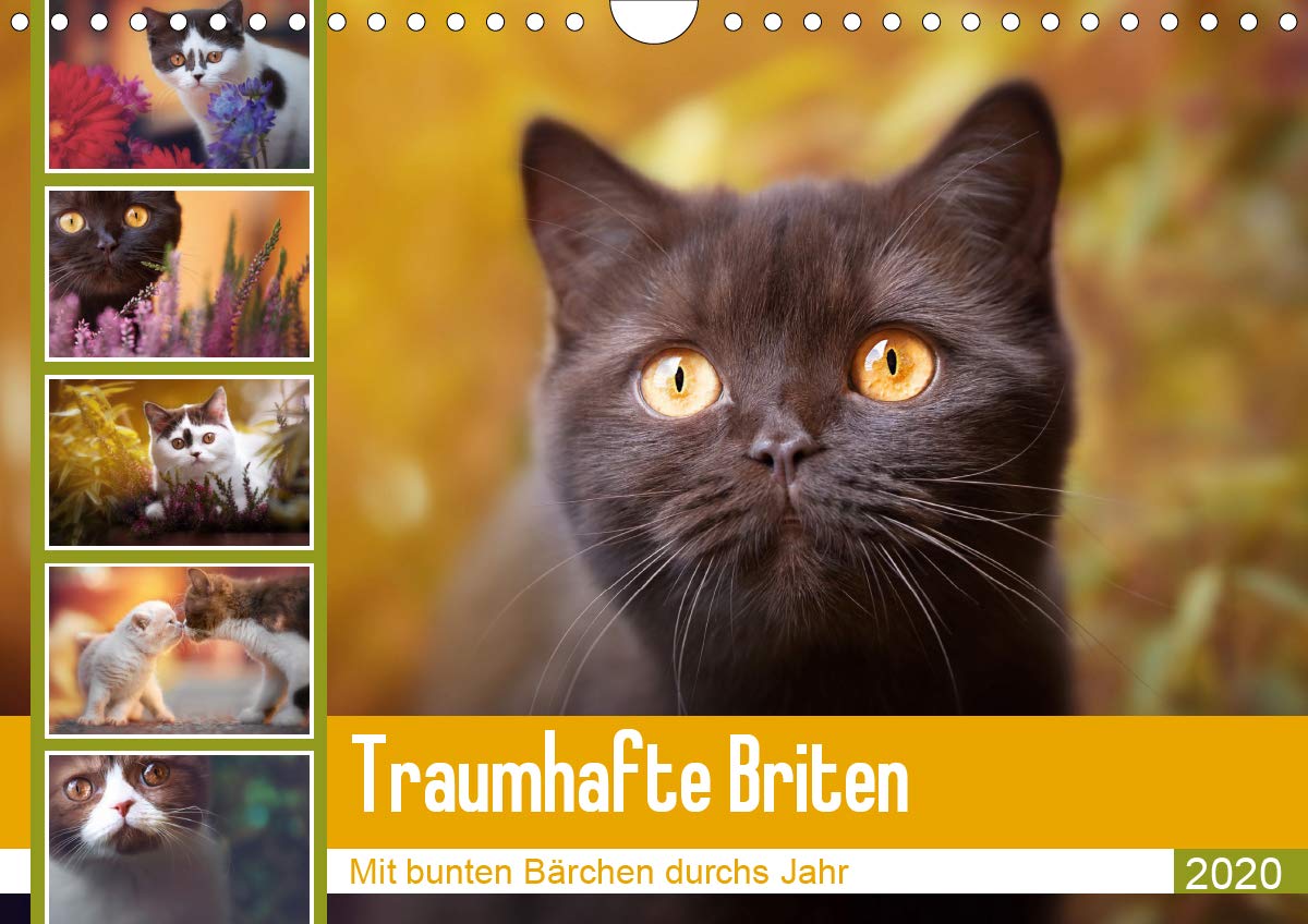 Traumhafte Briten (Wandkalender 2020 DIN A4 quer): Mit bunten Bärchen durchs Jahr (Monatskalender, 14 Seiten ) (CALVENDO Tiere) Living & Furnishing