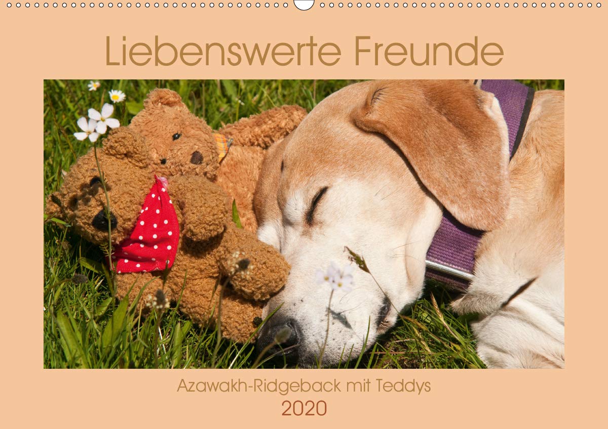 Liebenswerte Freunde - Azawakh-Ridgeback mit Teddys (Wandkalender 2020 DIN A2 quer): Ein Hund und seine Teddybären (Monatskalender, 14 Seiten ) (CALVENDO Tiere) Film, Art & Culture