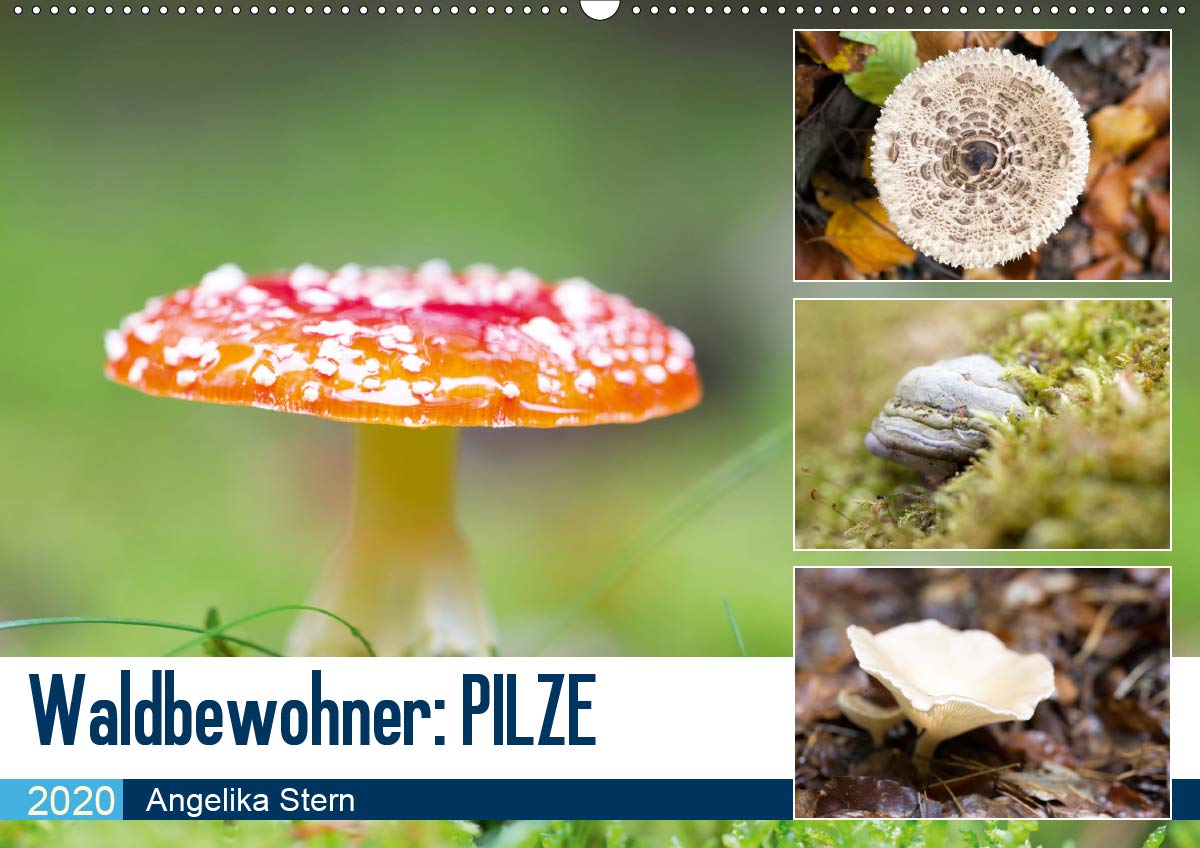 Waldbewohner: PILZE (Wandkalender 2020 DIN A2 quer): Detailaufnahmen von verschiedenen Pilzarten (Monatskalender, 14 Seiten ) (CALVENDO Natur) Leisure, Home & Garden