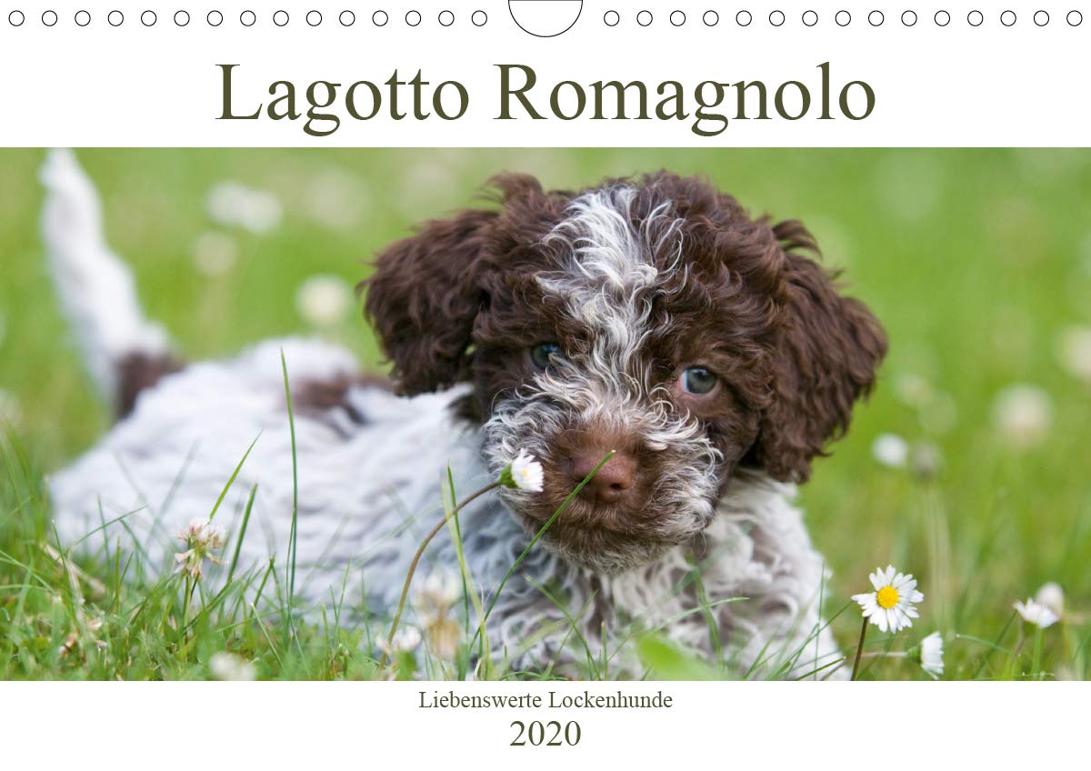Lagotto Romagnolo - Liebenswerte Lockenhunde - 2020 (Wandkalender 2020 DIN A4 quer): Der italienische Wasserhund (Monatskalender, 14 Seiten ) (CALVENDO Tiere) Natural Sciences