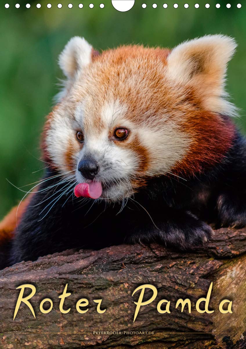 Roter Panda (Wandkalender 2020 DIN A4 hoch): Eindrucksvolle Bilder eines wunderschönen Tieres. (Monatskalender, 14 Seiten ) (CALVENDO Tiere) Living & Furnishing