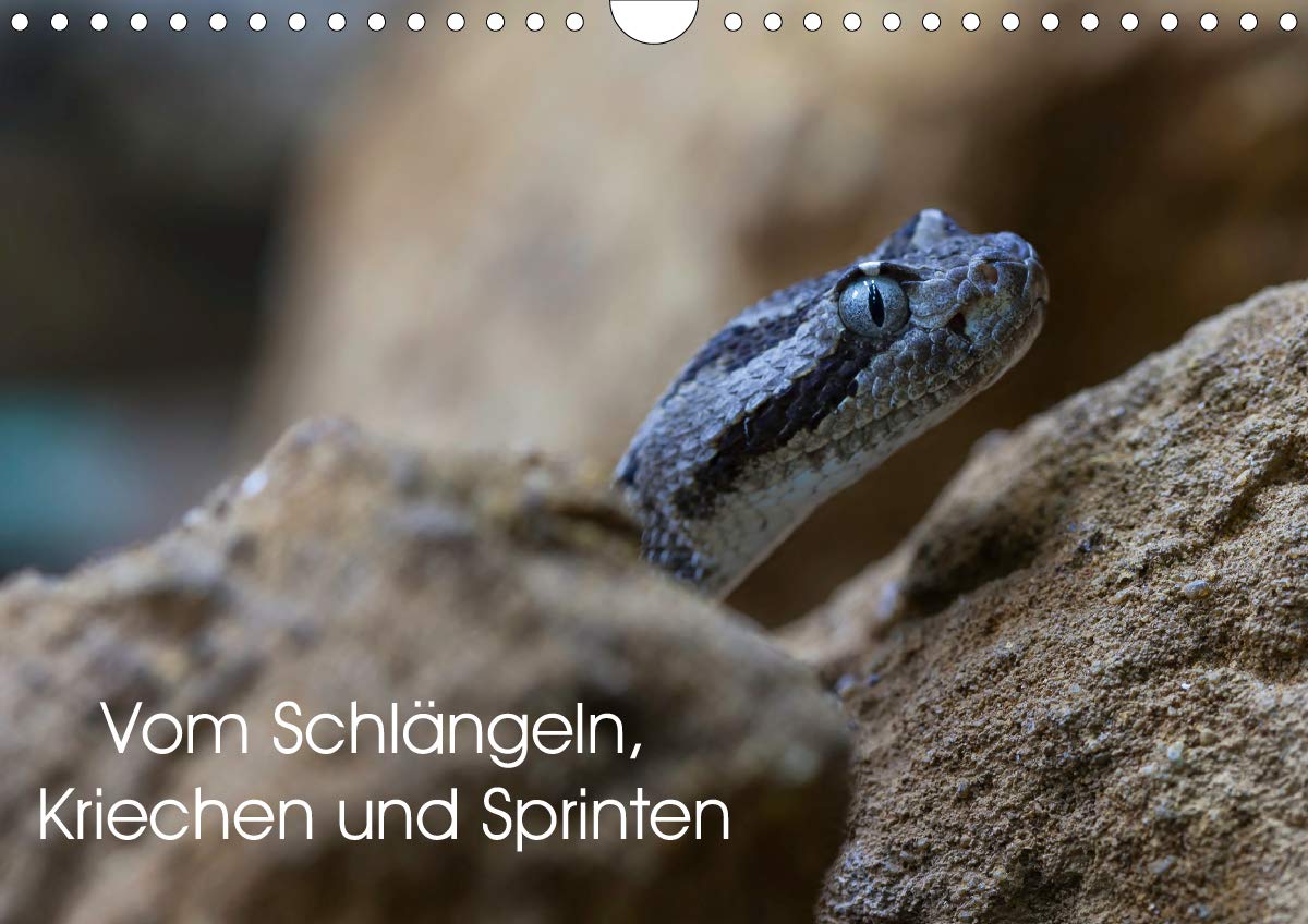 Vom Schlängeln, Kriechen und Sprinten (Wandkalender 2020 DIN A4 quer): Schlangen, Echsen, Frösche - Klein, schön und teilweise sehr giftig! (Geburtstagskalender, 14 Seiten ) (CALVENDO Tiere) Natural Sciences
