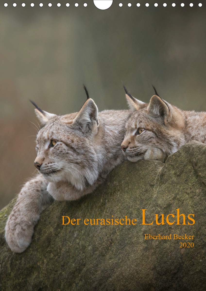 Der eurasische Luchs (Wandkalender 2020 DIN A4 hoch): Auf leisen Sohlen… ein Jäger unserer Wälder (Monatskalender, 14 Seiten ) (CALVENDO Tiere) Photography