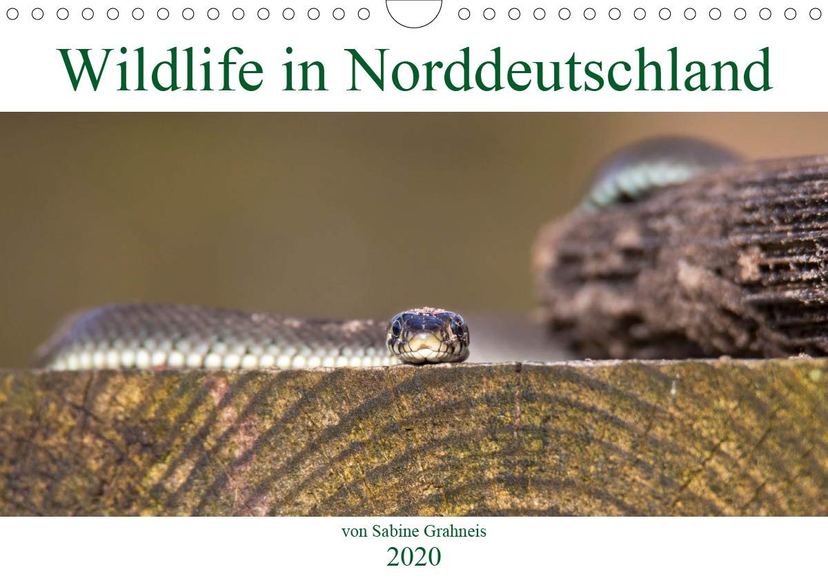 Wildlife in Norddeutschland (Wandkalender 2020 DIN A4 quer): Heimische, wildlebende Tiere im Portrait (Monatskalender, 14 Seiten ) (CALVENDO Tiere) Photography