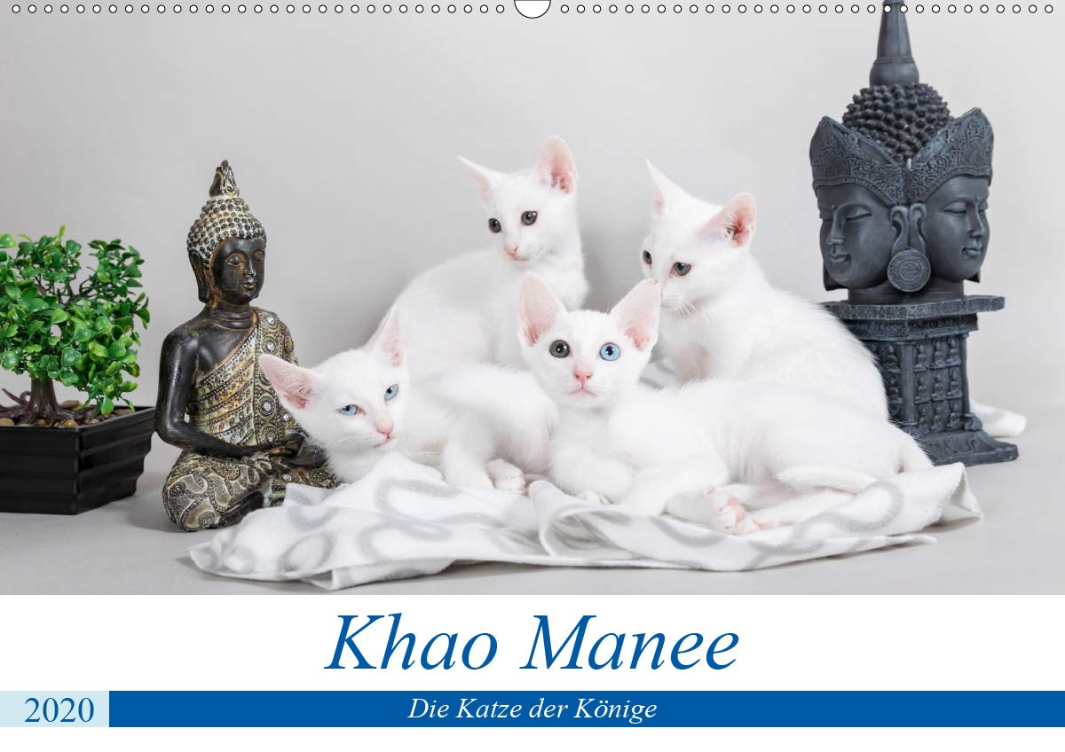 Khao Manee - Die Katze der Könige (Wandkalender 2020 DIN A2 quer): Das "weiße Juwel" und Glücksbringer (Monatskalender, 14 Seiten ) (CALVENDO Tiere) Photography