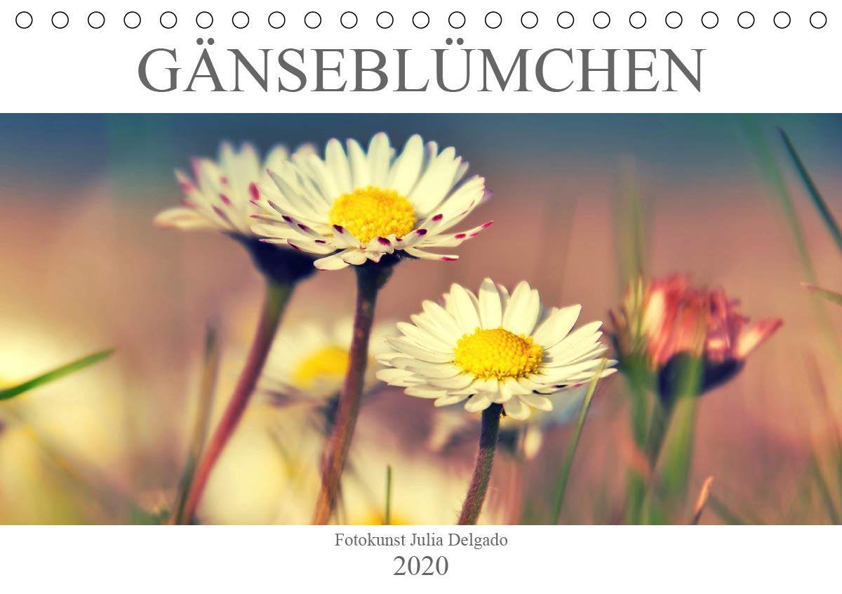 Gänseblümchen Poesie (Tischkalender 2020 DIN A5 quer): Zauberhafte Fotografien von Gänseblümchen (Monatskalender, 14 Seiten ) (CALVENDO Natur) Leisure, Home & Garden