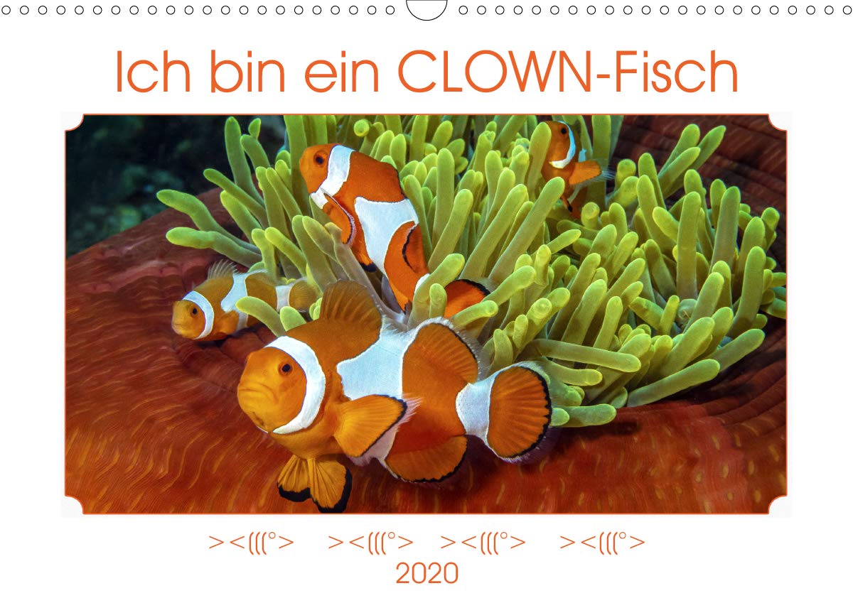 Ich bin ein CLOWN-Fisch (Wandkalender 2020 DIN A3 quer): Der gezeigte Clownfisch erlangte als NEMO Weltruhm in einem sehr bekannten Animationsfilm. (Monatskalender, 14 Seiten ) (CALVENDO Tiere) Leisure, Home & Garden