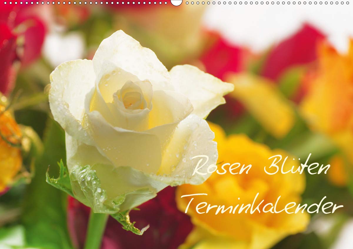 Rosen Blüten Terminkalender (Wandkalender 2021 DIN A2 quer): Ein Terminkalender in dem die Schönheit und die Vielfältigkeit der Rosen zu sehen ist (Geburtstagskalender, 14 Seiten ) (CALVENDO Natur) Business, Finance & Career