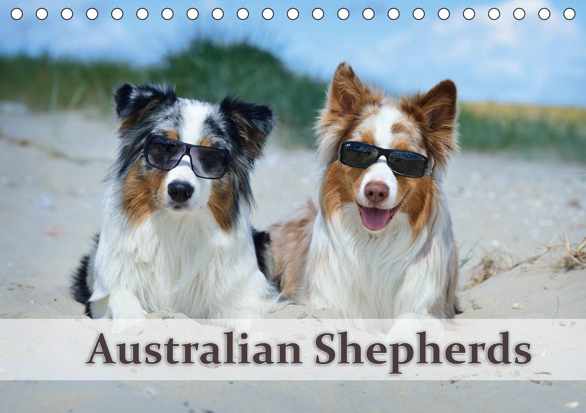 Wunderbare Australian Shepherds (Tischkalender 2021 DIN A5 quer): Australian Shepherds in wunderschönen Bildern (Monatskalender, 14 Seiten ) (CALVENDO Tiere) Photography