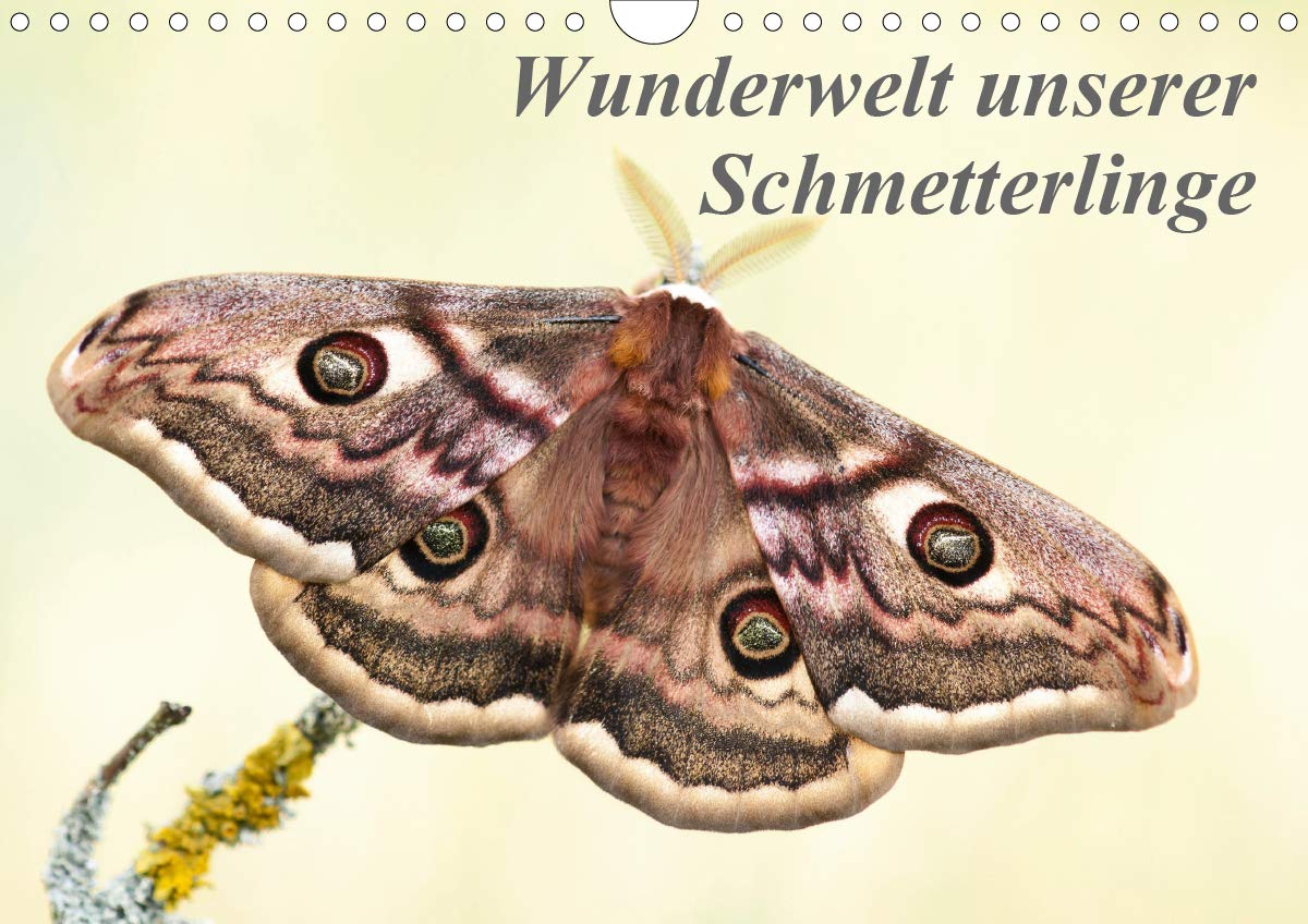 Wunderwelt unserer Schmetterlinge (Wandkalender 2021 DIN A4 quer): Hochwertiger Fotokalender mit detailreichen Aufnahmen heimischer Schmetterlingsarten (Monatskalender, 14 Seiten ) (CALVENDO Tiere) Living & Furnishing