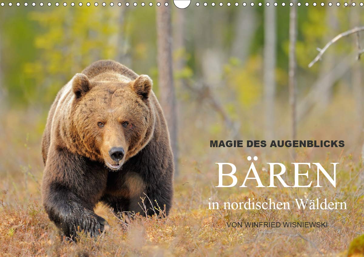 Magie des Augenblicks - Bären in nordischen Wäldern (Wandkalender 2021 DIN A3 quer): Eindrucksvolle Bildern von den charismatischen Raubtieren, ... (Monatskalender, 14 Seiten ) (CALVENDO Tiere) Leisure, Home & Garden