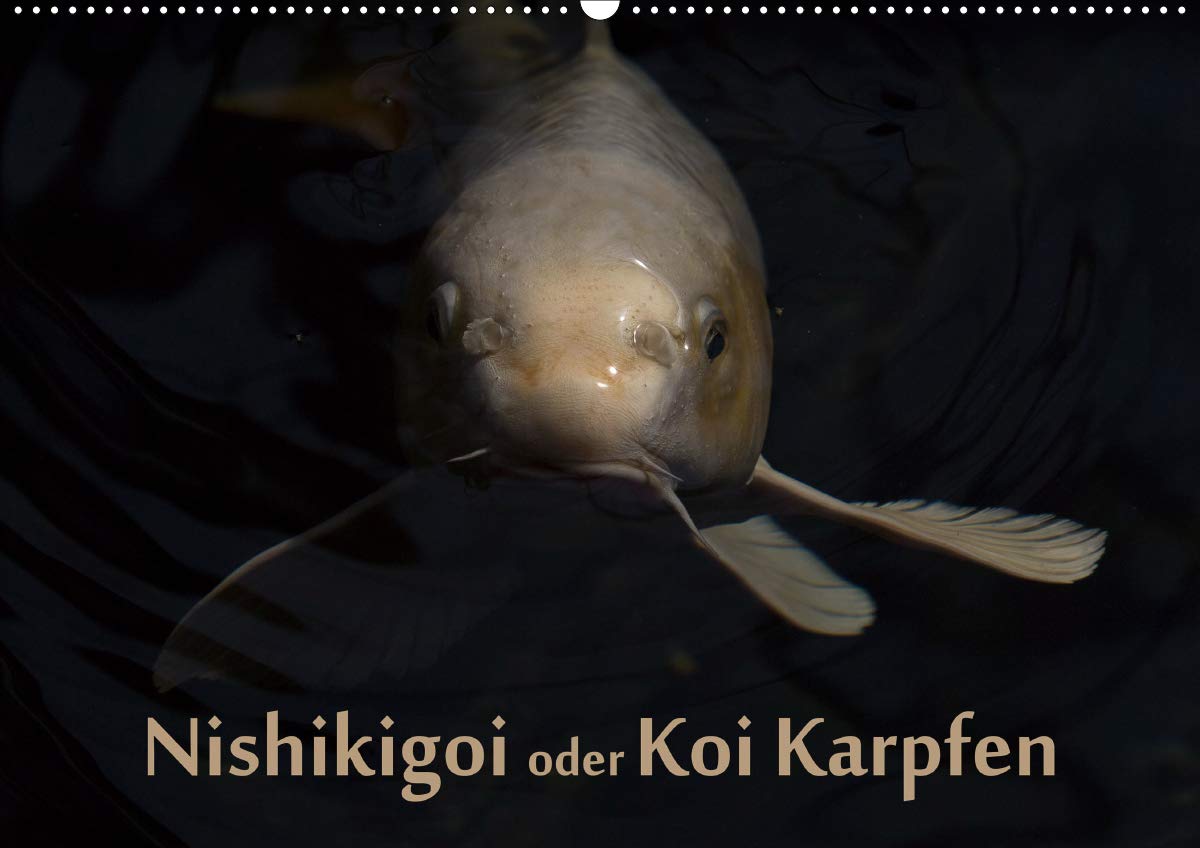 Nishikigoi oder Koi Karpfen (Wandkalender 2021 DIN A2 quer): Nishikigoi oder einfacher „Koi“. Ein Fisch in seinem Lebensraum. (Monatskalender, 14 Seiten ) (CALVENDO Tiere) Photography