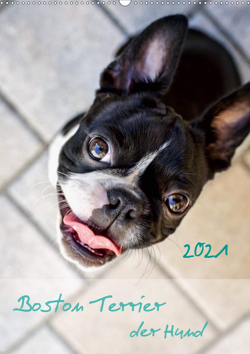 Boston Terrier der Hund 2021 (Wandkalender 2021 DIN A2 hoch): Ein schöner Kalender für Hundefreude und Liebhaber von Boston Terrier (Planer, 14 Seiten ) (CALVENDO Tiere) Leisure, Home & Garden