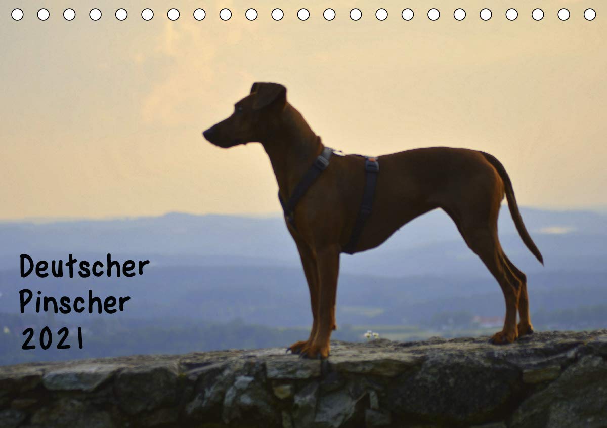 Deutscher PinscherAT-Version (Tischkalender 2021 DIN A5 quer): Ein Deutscher Pinscher in allen Lebenslagen (Monatskalender, 14 Seiten ) (CALVENDO Tiere) Leisure, Home & Garden