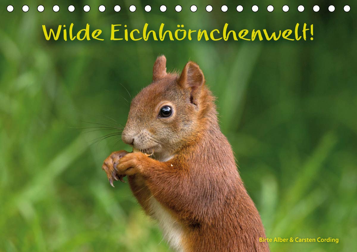 Wilde Eichhörnchenwelt! (Tischkalender 2021 DIN A5 quer): Ungewöhnliche Einblicke in das wilde Leben der Eichhörnchen. (Monatskalender, 14 Seiten ) (CALVENDO Tiere) Leisure, Home & Garden