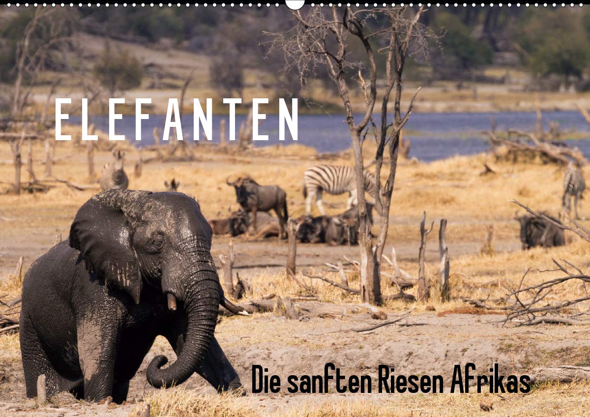 Elefanten - Die sanften Riesen Afrikas (Wandkalender 2021 DIN A2 quer): Fotografiert in den Nationalparks Chobe, Addo und Hwange (Monatskalender, 14 Seiten ) (CALVENDO Tiere) Leisure, Home & Garden