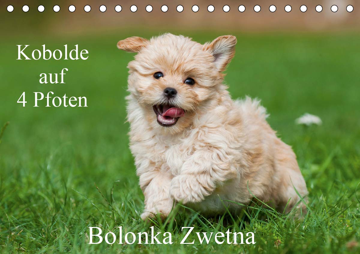 Kobolde auf 4 Pfoten - Bolonka Zwetna (Tischkalender 2021 DIN A5 quer): Lassen Sie sich verzaubern von einer entzückenden Hundefamilie (Monatskalender, 14 Seiten ) (CALVENDO Tiere) Leisure, Home & Garden