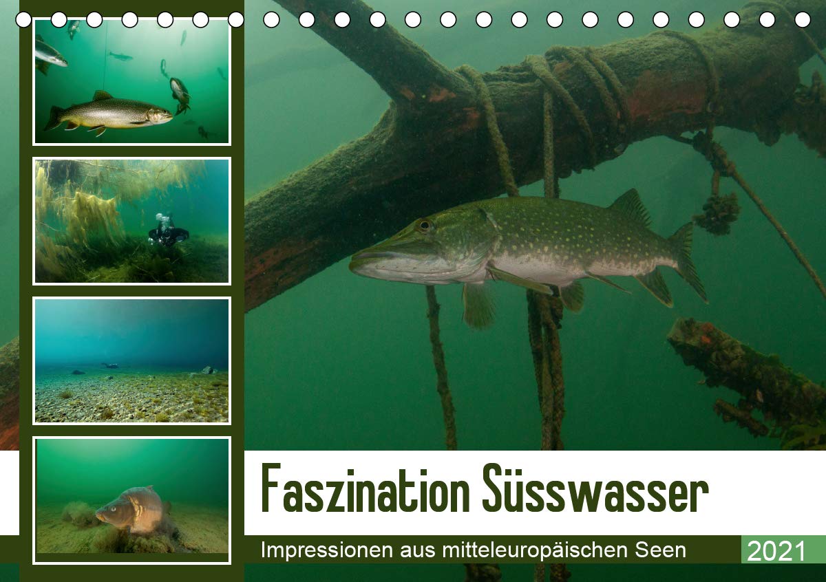 Faszination Süsswasser (Tischkalender 2021 DIN A5 quer): Tauchen im See (Monatskalender, 14 Seiten ) (CALVENDO Tiere) Leisure, Home & Garden