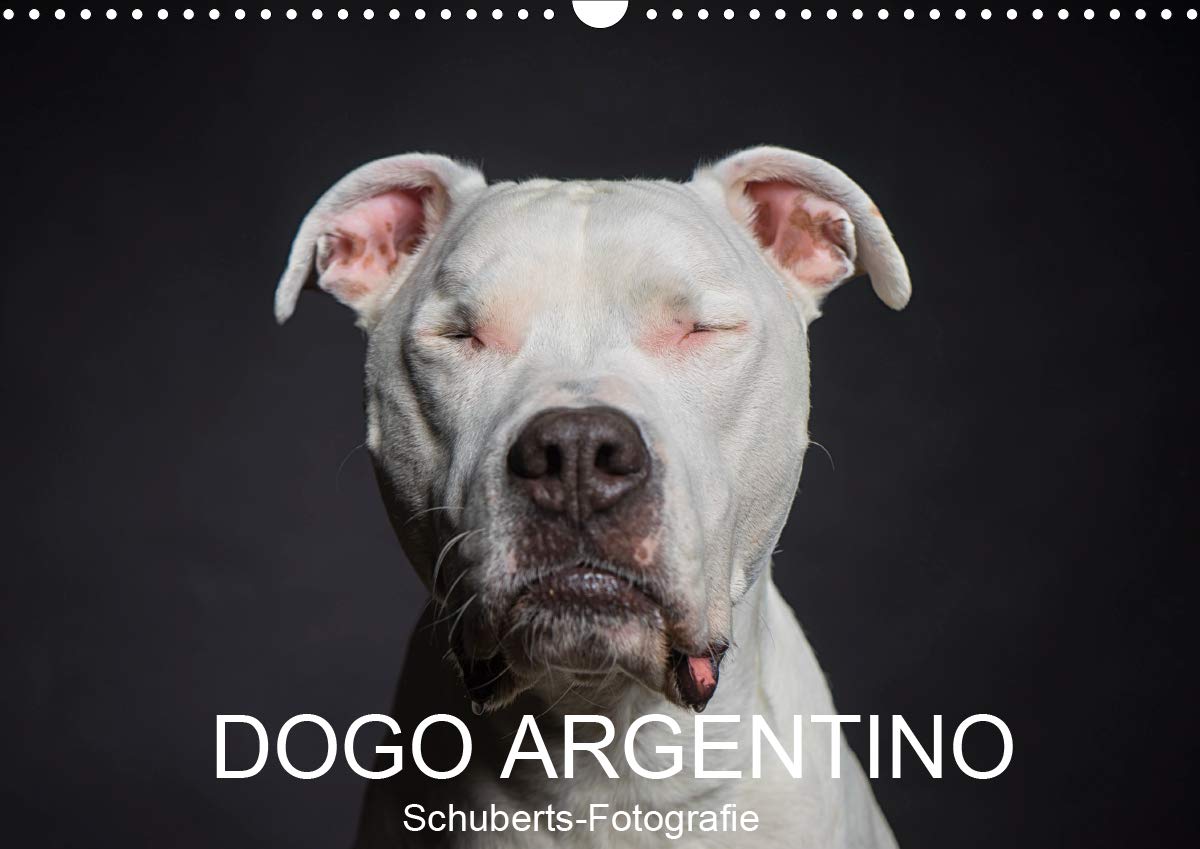 DOGO ARGENTINO (Wandkalender 2021 DIN A3 quer): Eine Hunderasse zum verlieben (Monatskalender, 14 Seiten ) (CALVENDO Tiere) Pets