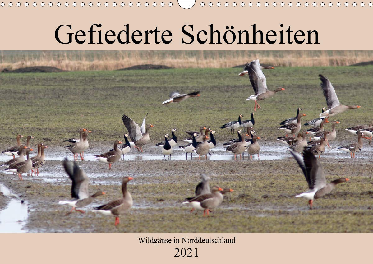 Gefiederte Schönheiten - Wildgänse in Norddeutschland (Wandkalender 2021 DIN A3 quer): In beeindruckenden Fotos zeigt der Fotograf Rolf Pötsch, die ... (Monatskalender, 14 Seiten ) (CALVENDO Tiere) Photography