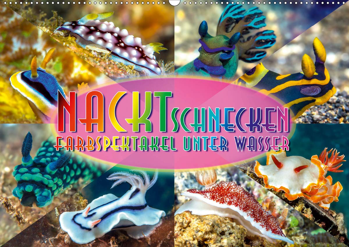 Nacktschnecken, Farbspektakel unter Wasser (Wandkalender 2021 DIN A2 quer): Nacktschnecken sind bei einem Tauchgang immer wieder ganz besonders schön ... (Monatskalender, 14 Seiten ) (CALVENDO Tiere) Leisure, Home & Garden