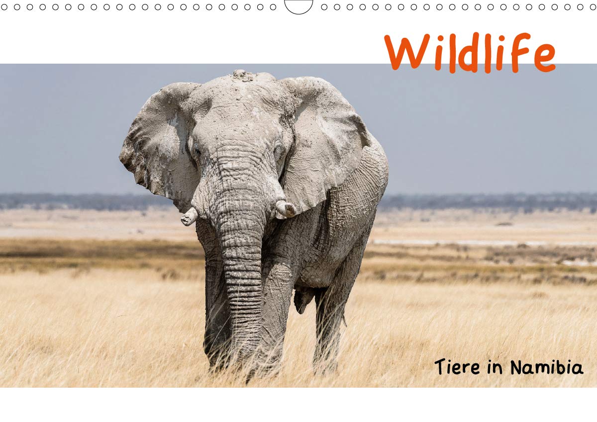 Wildlife - Tiere in Namibia (Wandkalender 2021 DIN A3 quer): Auf Safari in Namibias wunderbarer Tierwelt. (Monatskalender, 14 Seiten ) (CALVENDO Tiere) Leisure, Home & Garden