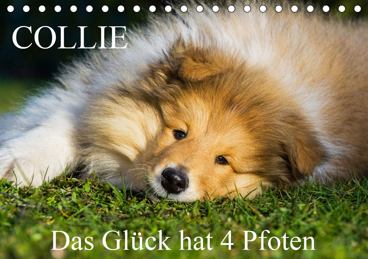 Collie - Das Glück hat 4 Pfoten (Tischkalender 2021 DIN A5 quer): Eine der schönsten Rassen, der Collie, auf 13 bezaubernden Kalenderblättern (Monatskalender, 14 Seiten ) (CALVENDO Tiere) Leisure, Home & Garden