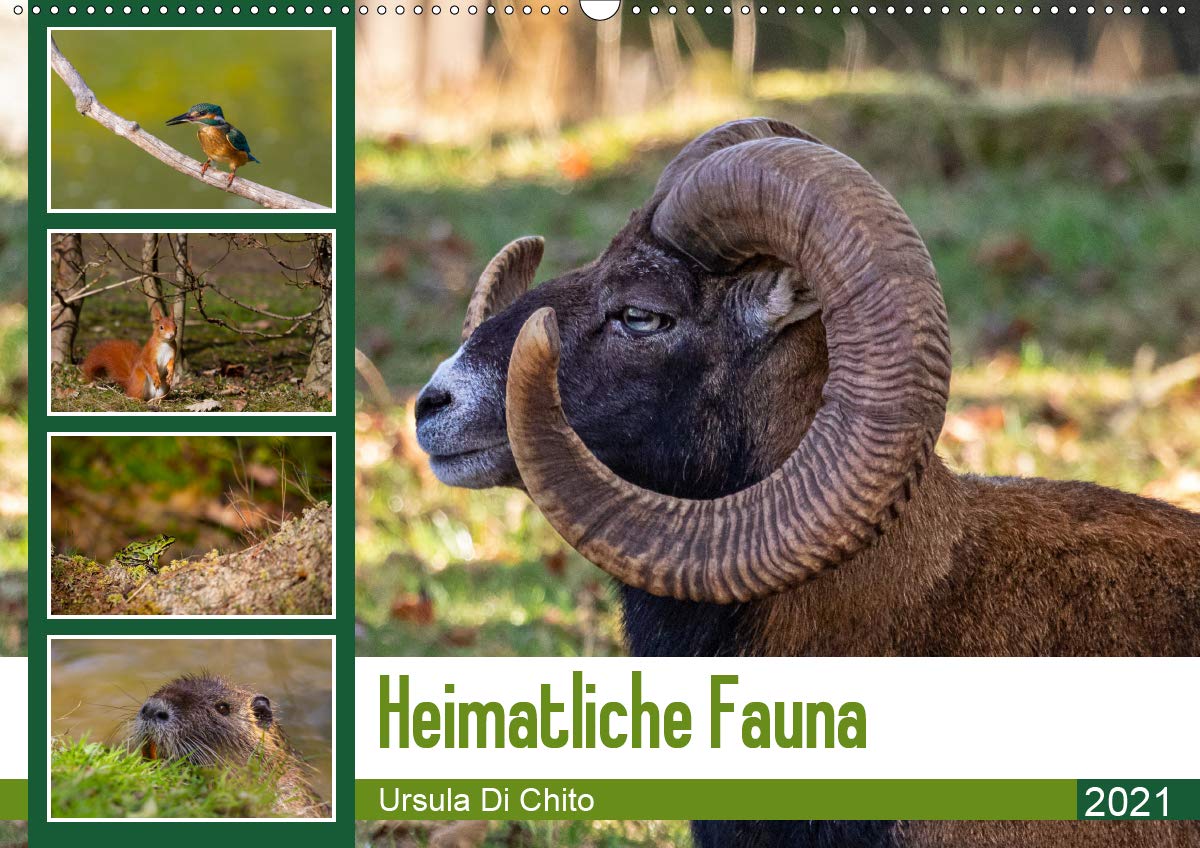 Heimatliche Fauna (Wandkalender 2021 DIN A2 quer): Eine bunte Mischung unserer heimischen Tierwelt (Monatskalender, 14 Seiten ) (CALVENDO Tiere) Leisure, Home & Garden