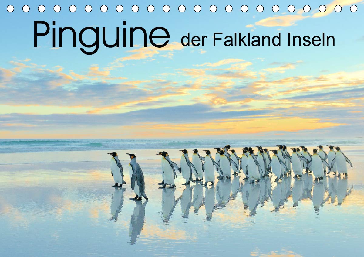 Pinguine der Falkland Inseln (Tischkalender 2021 DIN A5 quer): Die tierischen Stars der Falkland Inseln: Pinguine! (Monatskalender, 14 Seiten ) (CALVENDO Tiere) Photography