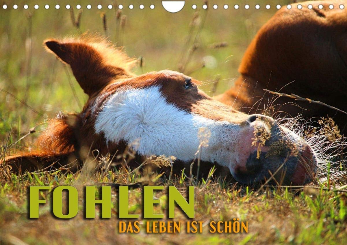 Fohlen - das Leben ist schön (Wandkalender 2022 DIN A4 quer): Zauberhafte Bilder von den schönsten Momenten süßer Pferdekinder (Monatskalender, 14 Seiten ) (CALVENDO Tiere) Leisure, Home & Garden