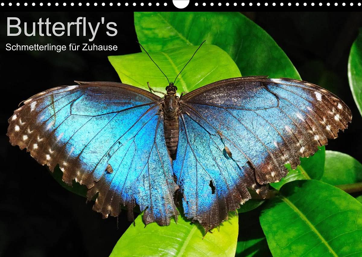 Butterfly's - Schmetterlinge für Zuhause (Wandkalender 2022 DIN A3 quer): Einheimische und tropische Schmetterlinge in schillernden Farben (Monatskalender, 14 Seiten ) (CALVENDO Tiere) Leisure, Home & Garden