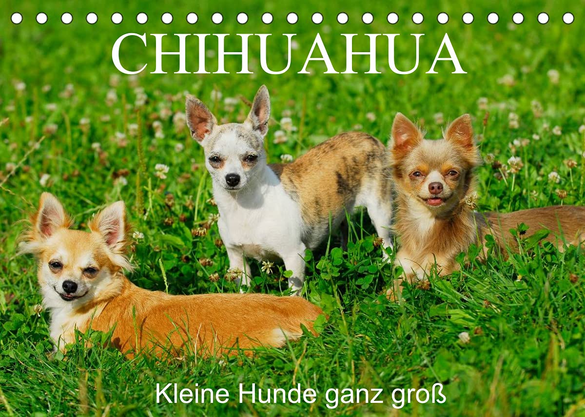 Chihuahua - Kleine Hunde ganz groß (Tischkalender 2022 DIN A5 quer): Die kleinste Hunderasse der Welt auf 13 faszinierenden Fotos (Monatskalender, 14 Seiten ) (CALVENDO Tiere) Natural Sciences