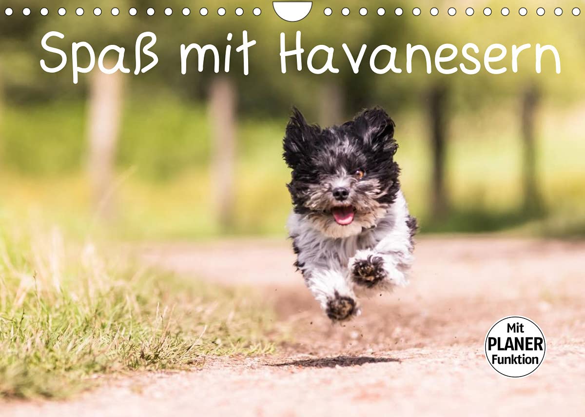 Spaß mit Havanesern (Wandkalender 2022 DIN A4 quer): Fröhliche Havaneser begleiten Sie durch Ihr Jahr. Lassen Sie sich verzaubern. (Geburtstagskalender, 14 Seiten ) (CALVENDO Tiere) Contemporary literature Books