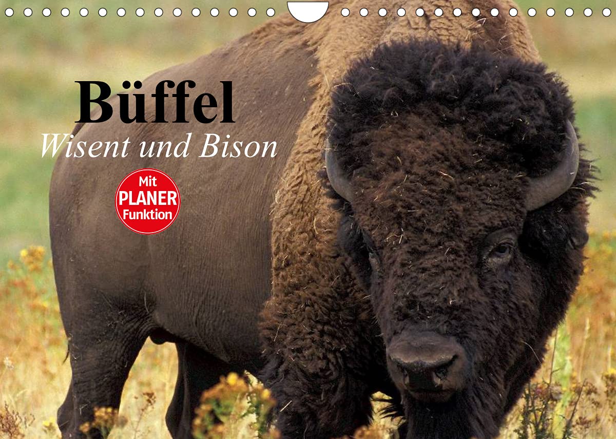 Büffel. Wisent und Bison (Wandkalender 2022 DIN A4 quer): Die Schönheit der kraftvollen Kolosse im Zottelfell (Geburtstagskalender, 14 Seiten ) (CALVENDO Tiere) Living & Furnishing