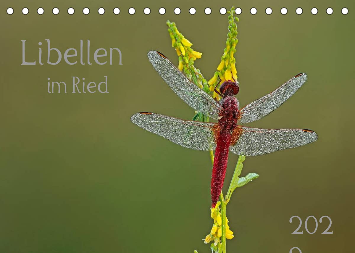 Libellen im Ried (Tischkalender 2022 DIN A5 quer): Libellen - Faszination am frühen Morgen bei Sonnenaufgang im Ried. (Monatskalender, 14 Seiten ) (CALVENDO Tiere) Film, Art & Culture