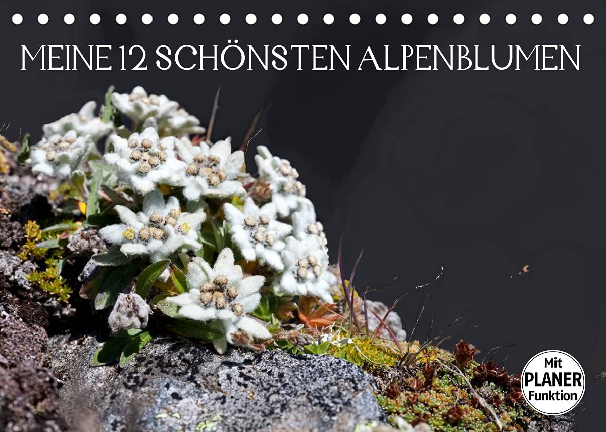 Meine 12 schönsten AlpenblumenAT-Version (Tischkalender 2022 DIN A5 quer): Die Schönheit der Natur in voller Blüte (Geburtstagskalender, 14 Seiten ) (CALVENDO Natur) Garden & Plants