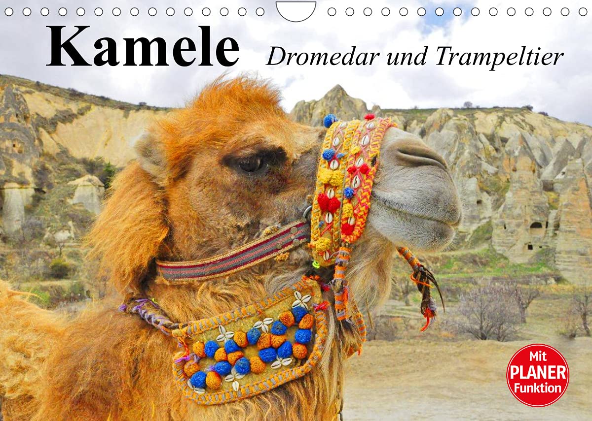 Kamele. Dromedar und Trampeltier (Wandkalender 2022 DIN A4 quer): Kluge Wüstentiere mit faszinierenden Fähigkeiten (Geburtstagskalender, 14 Seiten ) (CALVENDO Tiere) Living & Furnishing