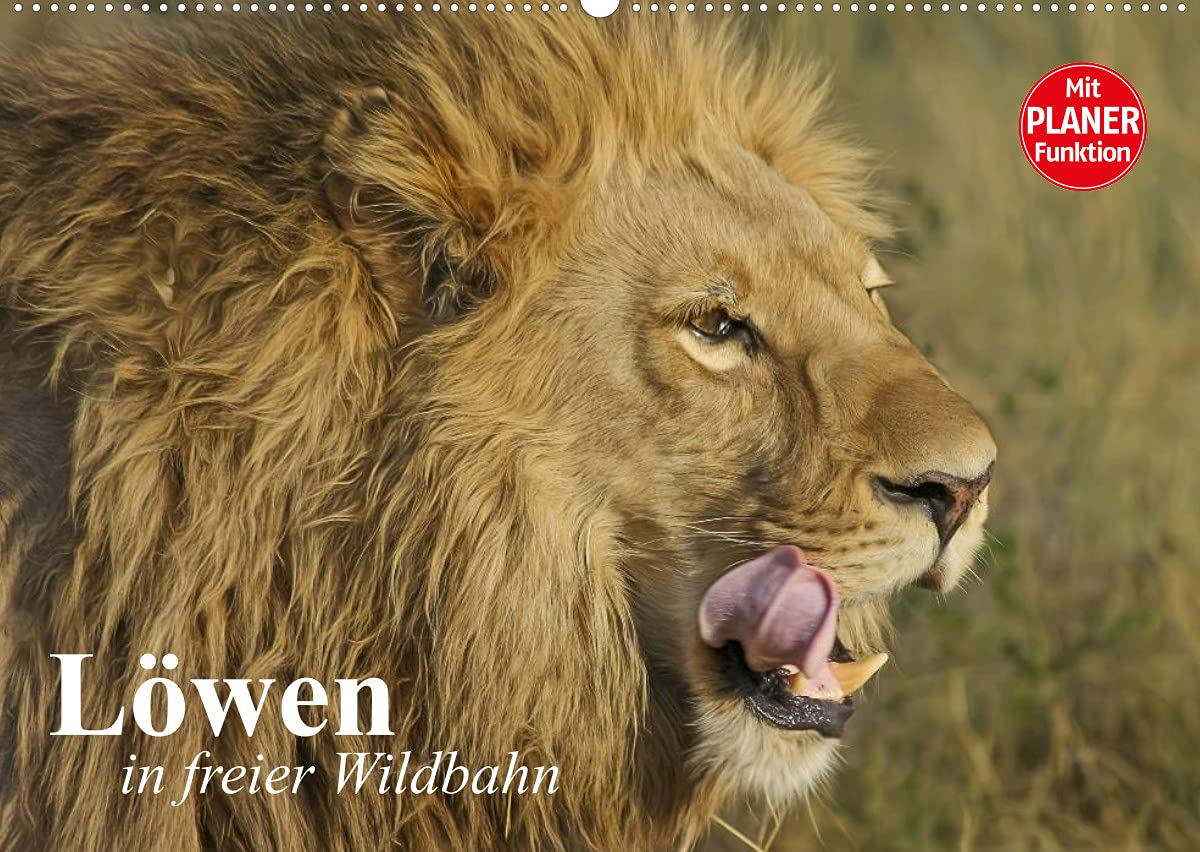 Löwen in freier Wildbahn (Wandkalender 2022 DIN A2 quer): Löwen in ihrem natürlichen Lebensraum (Geburtstagskalender, 14 Seiten ) (CALVENDO Tiere) Living & Furnishing