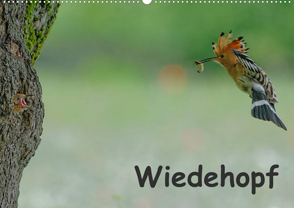 Wiedehopf (Wandkalender 2022 DIN A2 quer): Faszinierende Aufnahmen aus dem Alltag eines Wiedehopfpaares (Monatskalender, 14 Seiten ) (CALVENDO Tiere) Living & Furnishing
