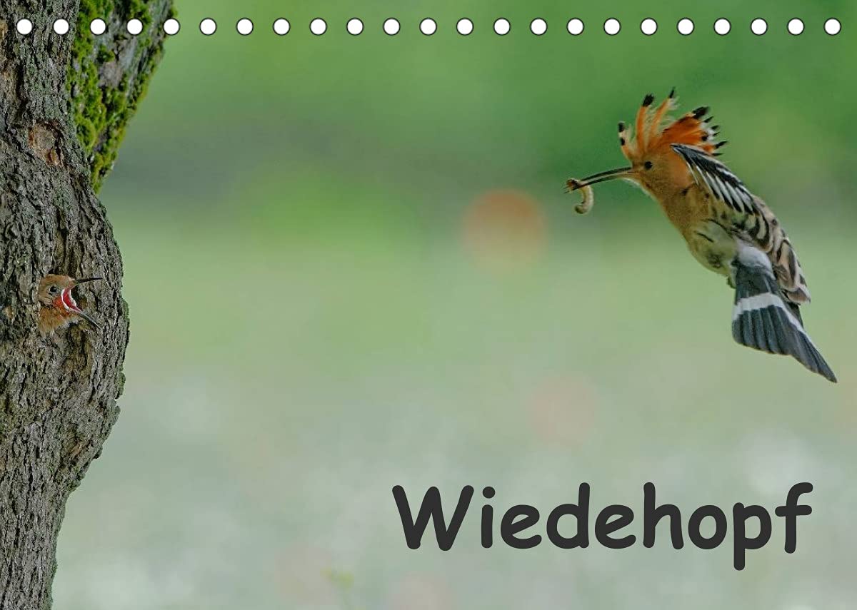 Wiedehopf (Tischkalender 2022 DIN A5 quer): Faszinierende Aufnahmen aus dem Alltag eines Wiedehopfpaares (Monatskalender, 14 Seiten ) (CALVENDO Tiere) Living & Furnishing