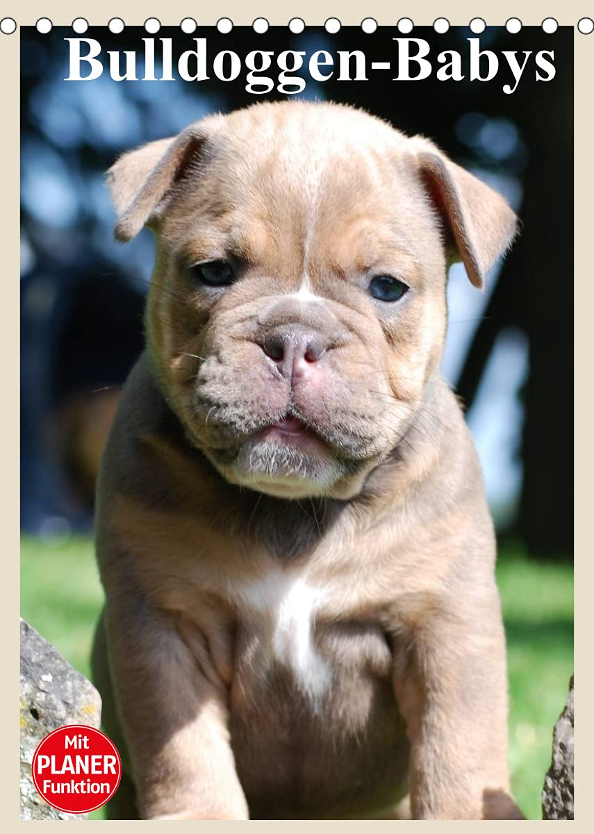 Bulldoggen-Babys (Tischkalender 2022 DIN A5 hoch): Zauberhafte Bulldoggen Baby Gesichter! (Planer, 14 Seiten ) (CALVENDO Tiere) Living & Furnishing