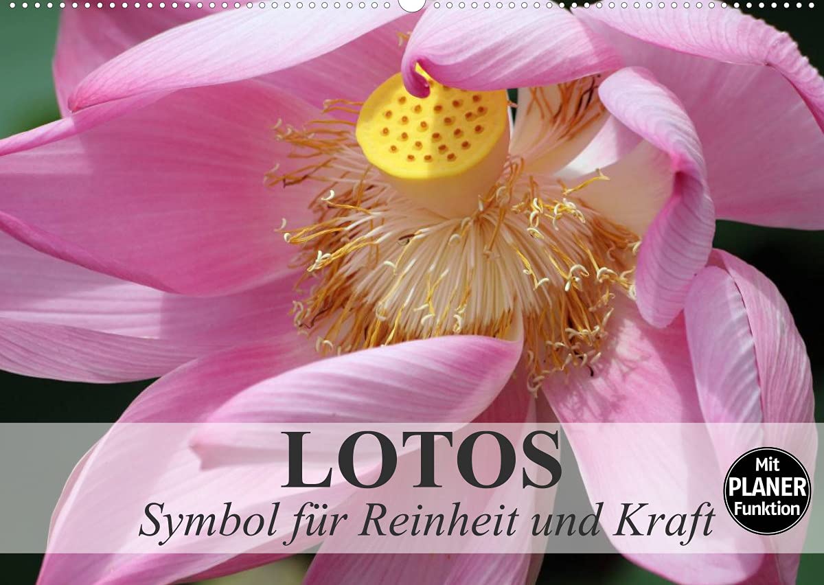 Lotos. Symbol für Reinheit und Kraft (Wandkalender 2022 DIN A2 quer): Symbol für das Universum und den Göttern geweiht (Geburtstagskalender, 14 Seiten ) (CALVENDO Natur) Living & Furnishing