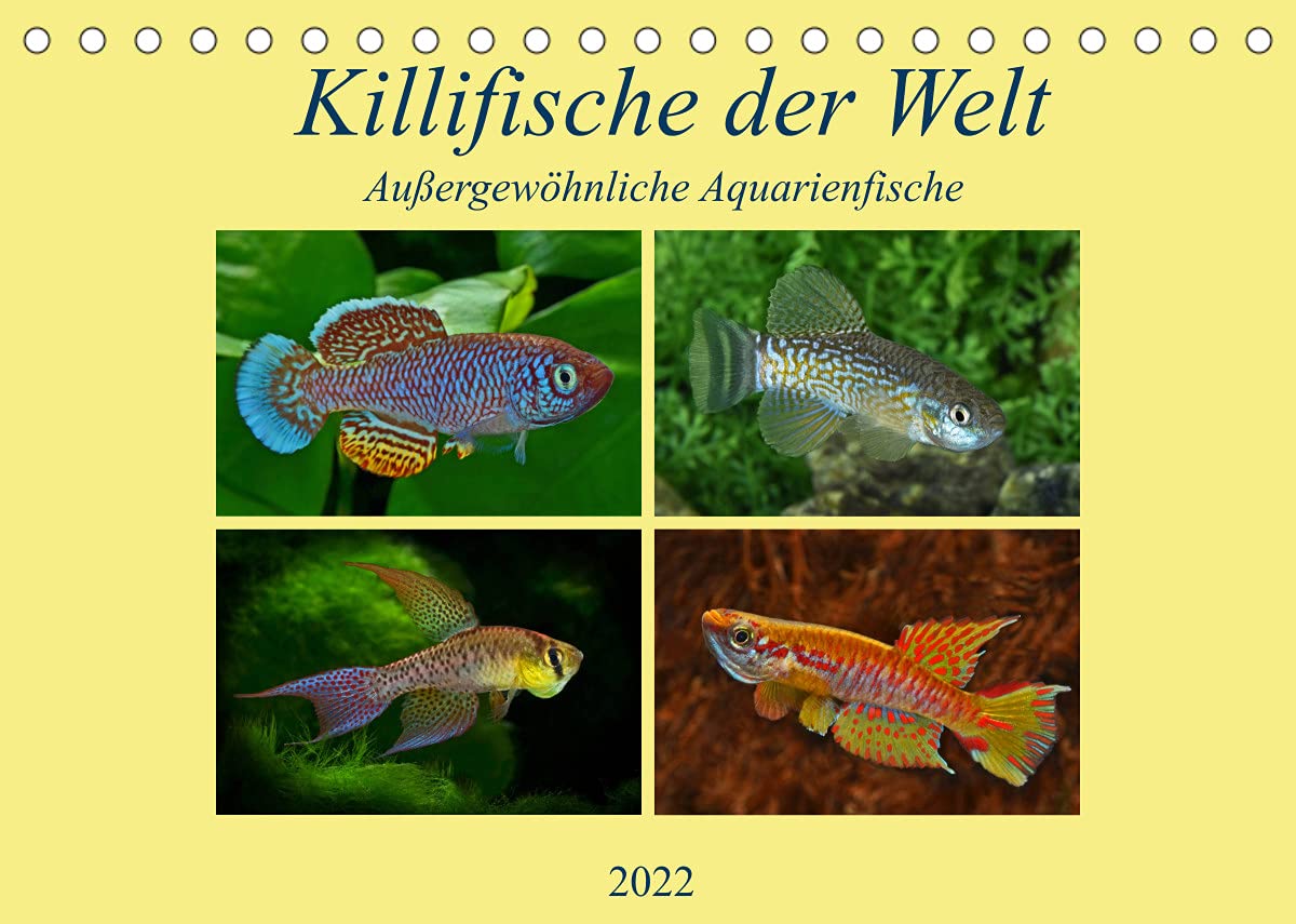 Killifische der WeltCH-Version (Tischkalender 2022 DIN A5 quer): Farbenprächtige, außergewöhnliche Aquarienfische überraschen Experten und Laien. (Monatskalender, 14 Seiten ) (CALVENDO Tiere) Natural Sciences