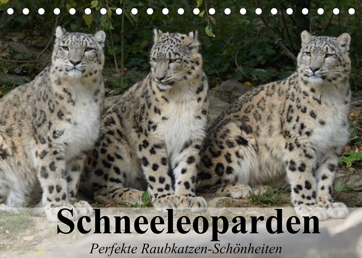 Schneeleoparden. Perfekte Raubkatzen-Schönheiten (Tischkalender 2022 DIN A5 quer): Die wunderschönen Raubkatzen des Hochgebirges (Monatskalender, 14 Seiten ) (CALVENDO Tiere) Living & Furnishing