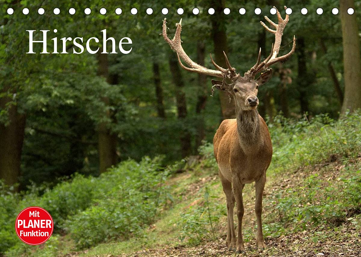 Hirsche (Tischkalender 2022 DIN A5 quer): Die Könige des Waldes in ihrer natürlichen Umgebung (Geburtstagskalender, 14 Seiten ) (CALVENDO Tiere) Parents & Children