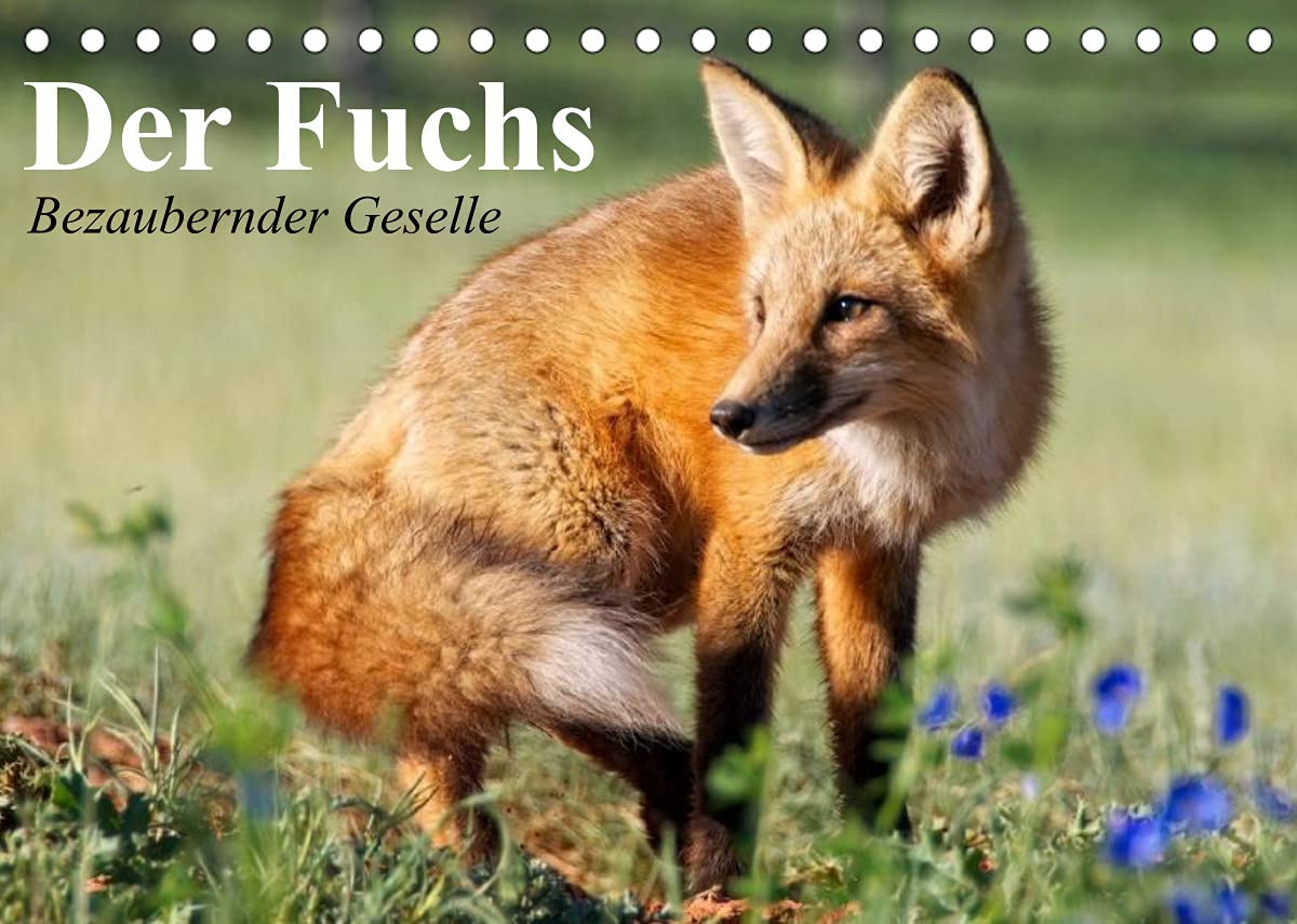 Der Fuchs. Bezaubernder Geselle (Tischkalender 2022 DIN A5 quer): Fröhliche Rotfüchse beim vergnügten Spiel mit Hunden (Monatskalender, 14 Seiten ) (CALVENDO Tiere) Living & Furnishing