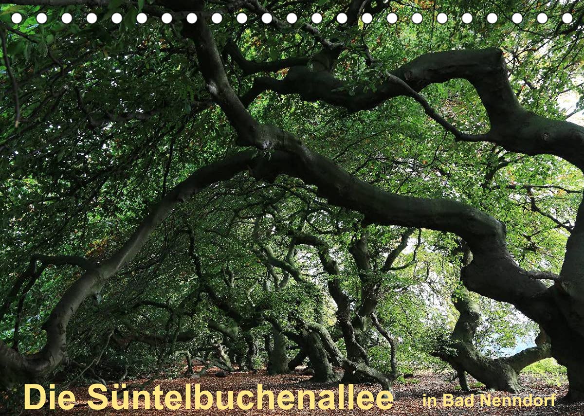 Die Süntelbuchenallee von Bad Nenndorf (Tischkalender 2022 DIN A5 quer): Ein Jahr in der Süntelbuchenallee (Monatskalender, 14 Seiten ) (CALVENDO Natur) Leisure, Home & Garden