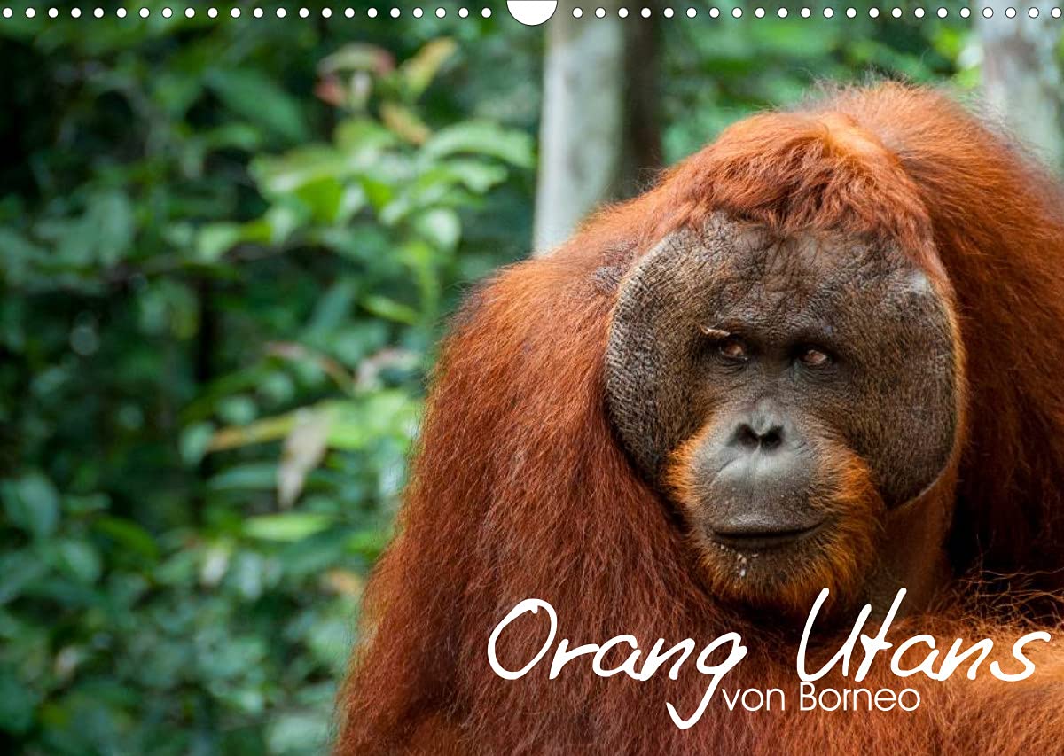 Orang Utans von Borneo Tierkalender 2022 (Wandkalender 2022 DIN A3 quer): Tierkalender der Orang-Utans von Borneo (Monatskalender, 14 Seiten ) (CALVENDO Tiere) Leisure, Home & Garden